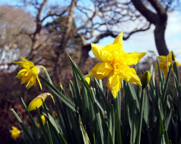 Margaret Pugnet wished everyone a Happy St David's Day with this picture taken on 1 March