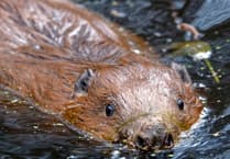 Hear an update on Haslemere's beavers at town's first ever Great Green Get Together