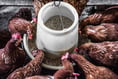 Villagers cry fowl at return of Liphook poultry farm housing plans