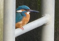 Kingfisher takes up throne in Castletown