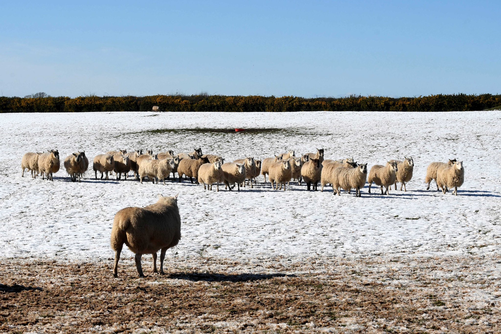 Lambing at Ballakelly Farm in Andreas -