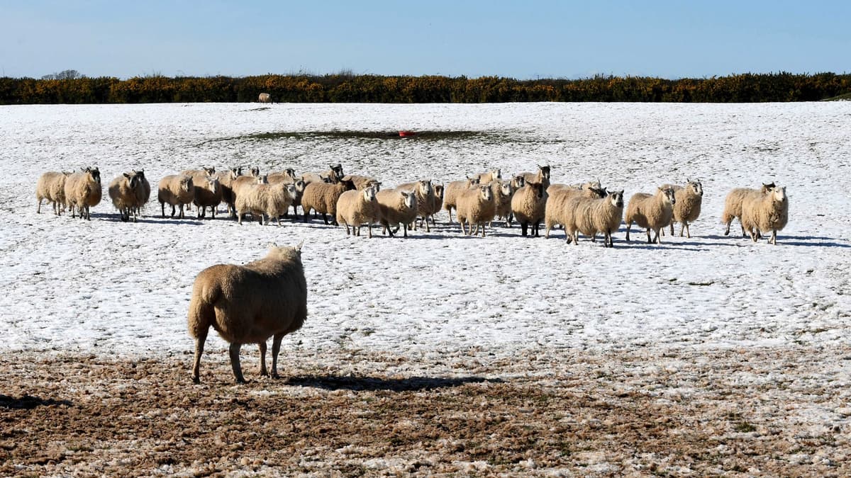 How the public can help stop dog attacks on livestock iomtoday.co.im
