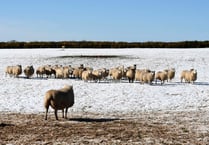 How the public can help stop attacks on livestock