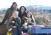 Busy time lambing at Ballakelly
