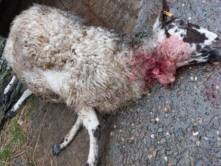 Another horrific sheep attack