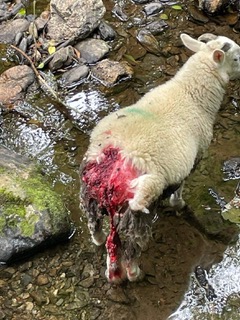 The lamb in this picture subsequently died