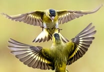 Photographer captures dramatic images of fighting siskins 