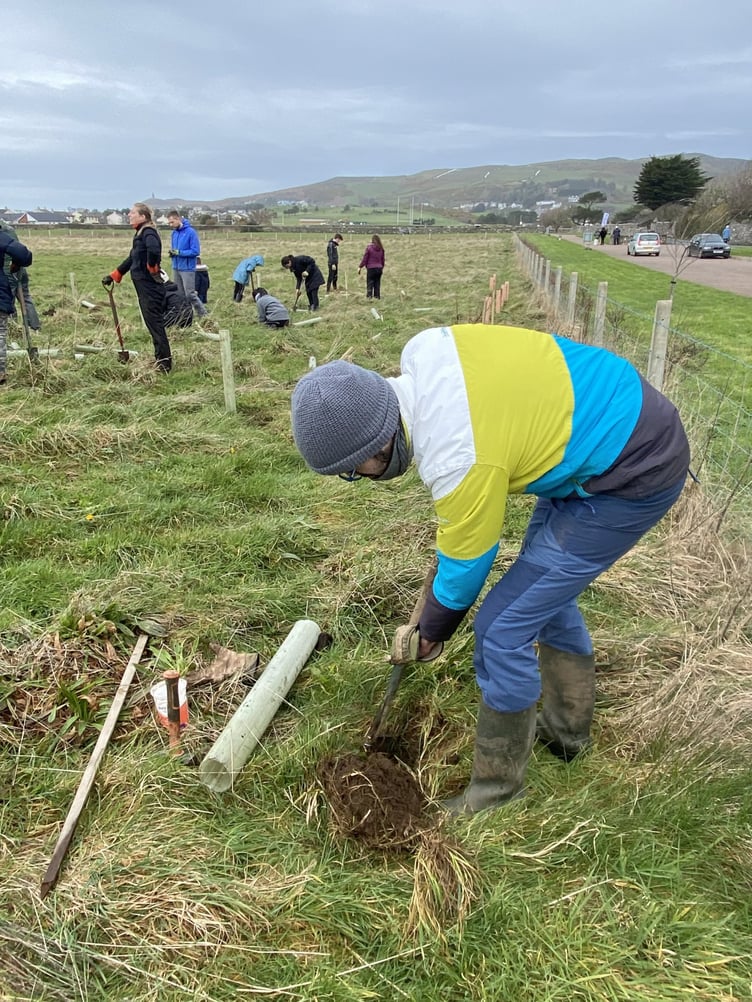 Manuel Giordano digs a hole for his sapling