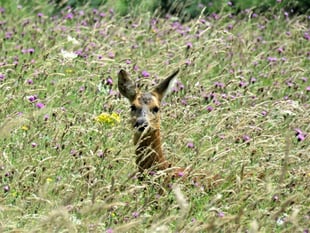 Vast herds of deer now roam the Hampshire/West Sussex borders
