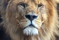 Young artists can win a family ticket to Paignton Zoo at Tesco