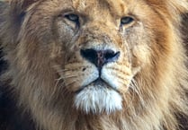 Young artists can win a family ticket to Paignton Zoo at Tesco