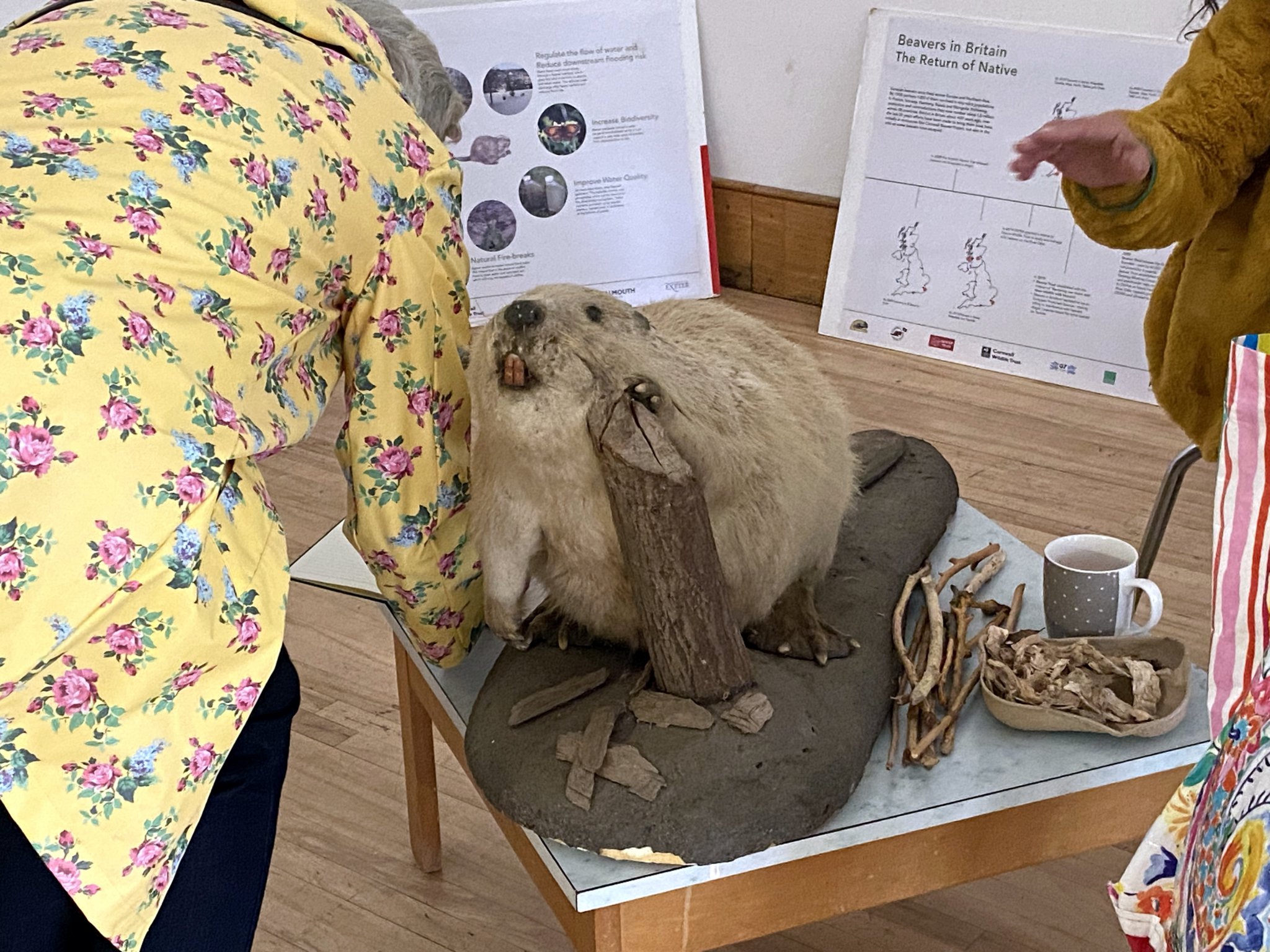 Trevor the beaver was brought along by the Beaver Trust