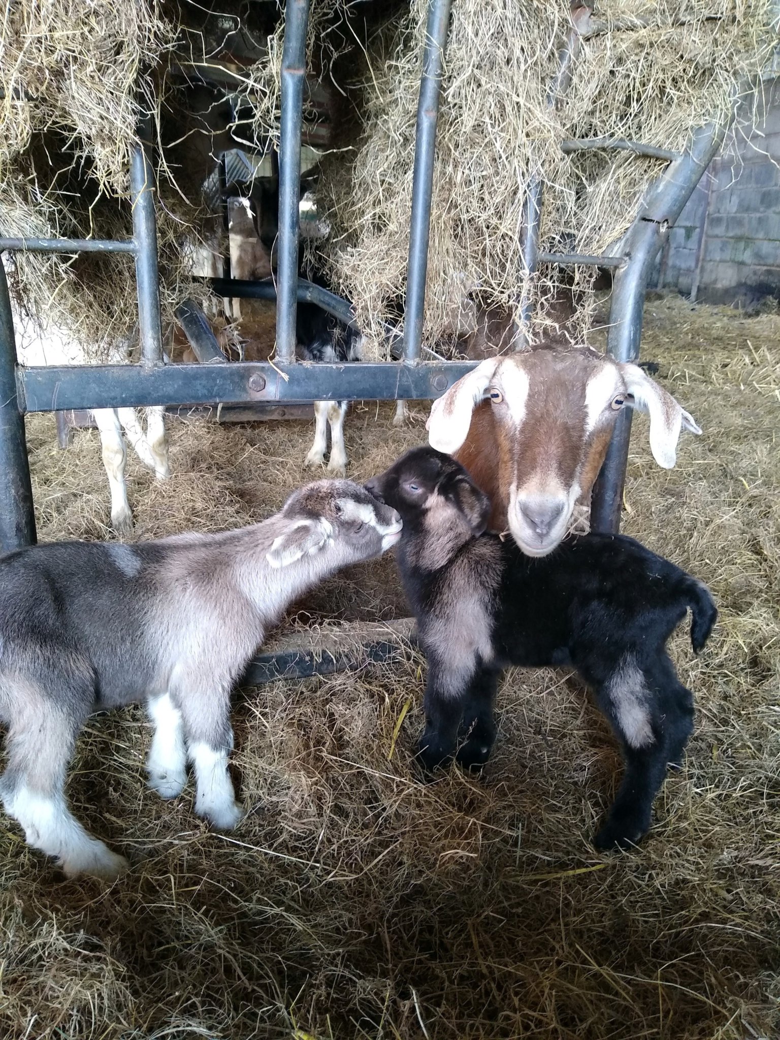 Spring time at Teignmouth Farmers Market. (March 2023)