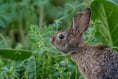 Community service for man convicted of hare coursing in Crondall