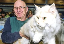 Fantastic felines draw hundreds to cat show at Woking