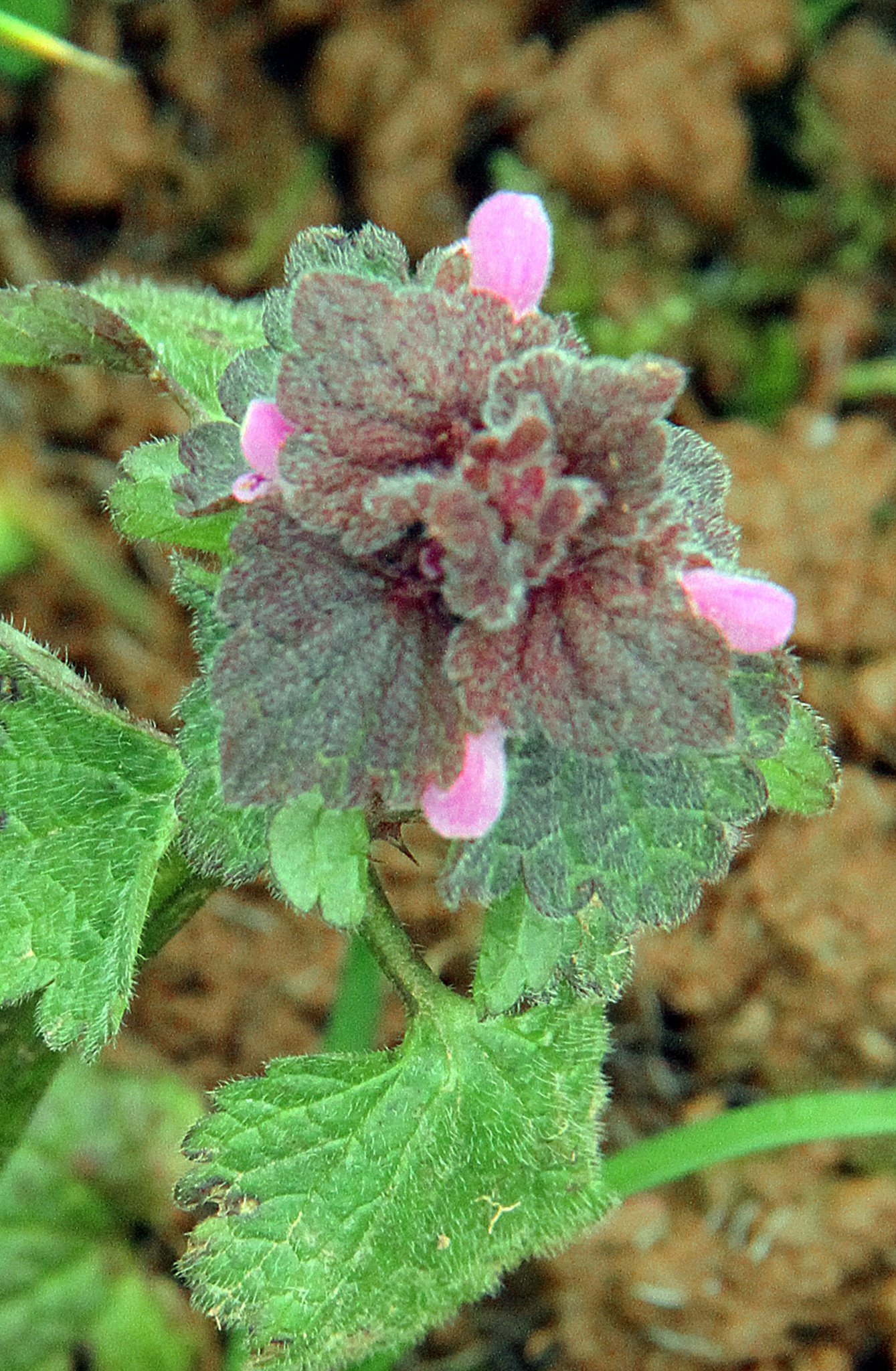 Alexander’s Rust – Puccinia smyrnii