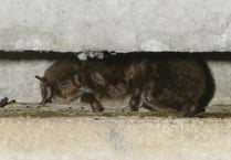 Manx SPCA column: Bats are coming out of hibernation