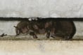 Manx SPCA column: Bats are coming out of hibernation