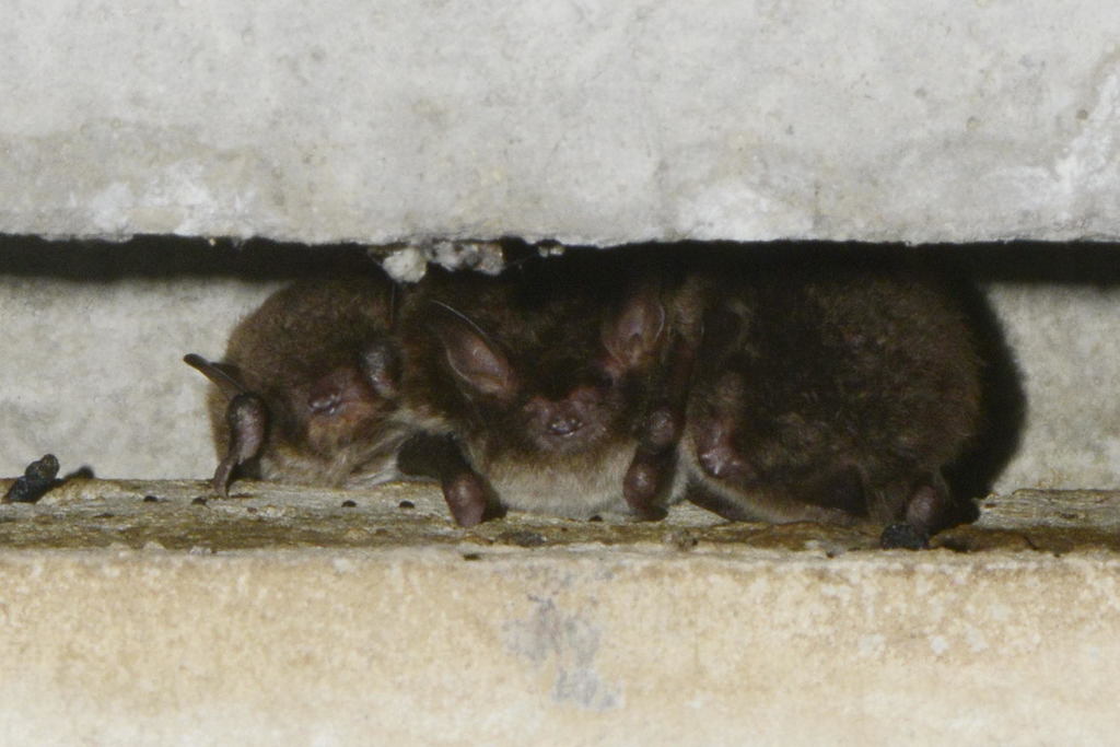 Daubenton's bat