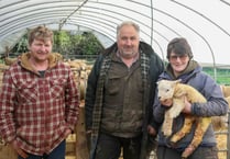 Lambing time with the Creers at Ballaglonney