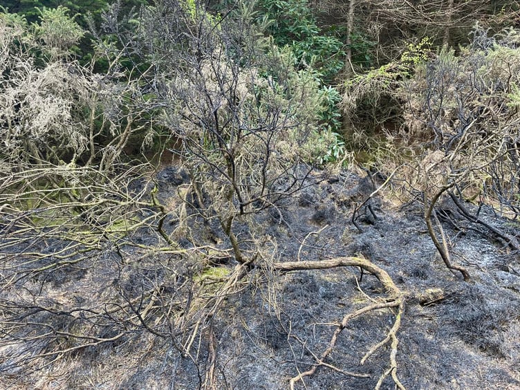 Fire in Haldon Forest. Picture: Middlemoor Fire Station