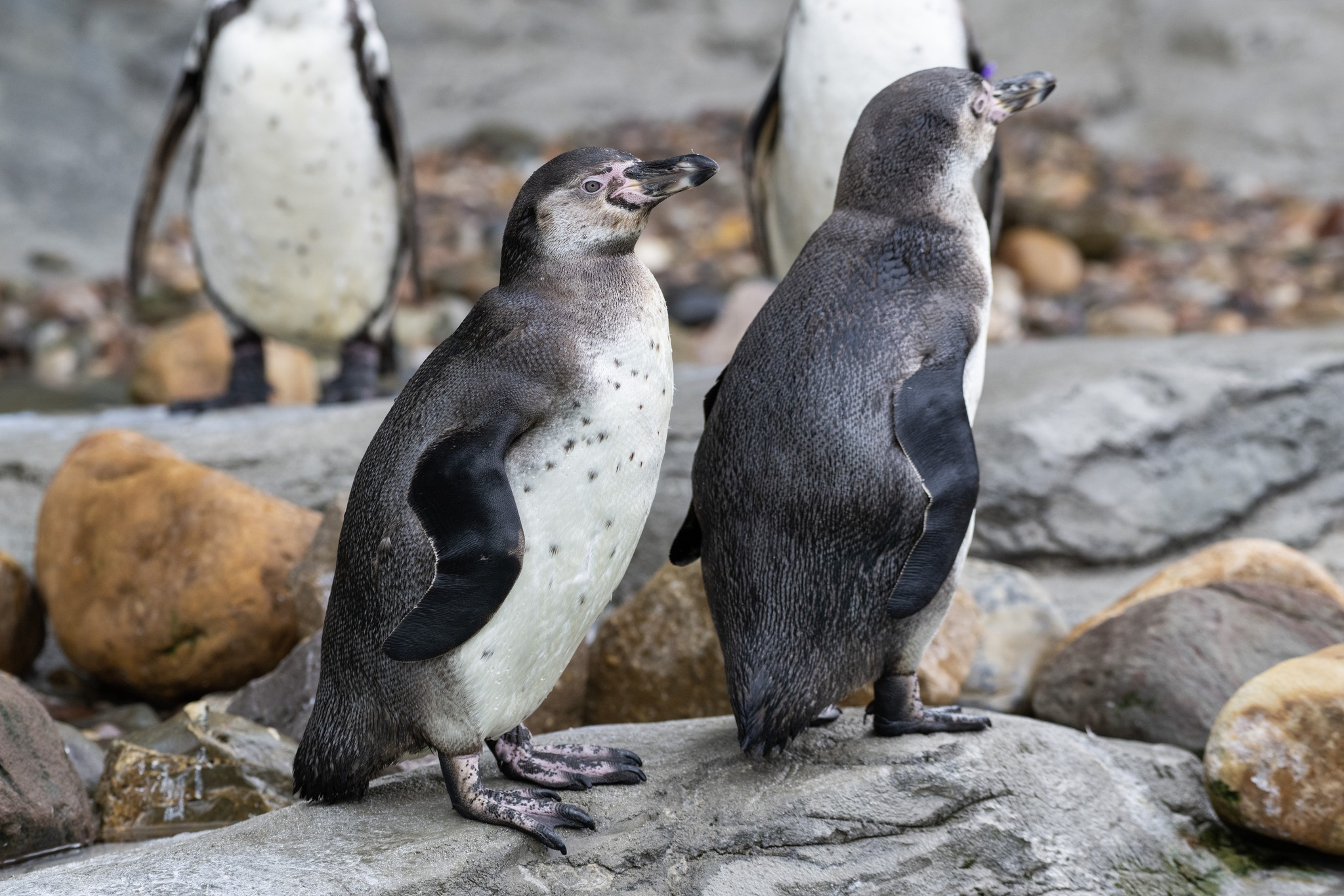 Humbolt penguin