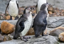 Nine Manx penguins chicks sent to UK zoo