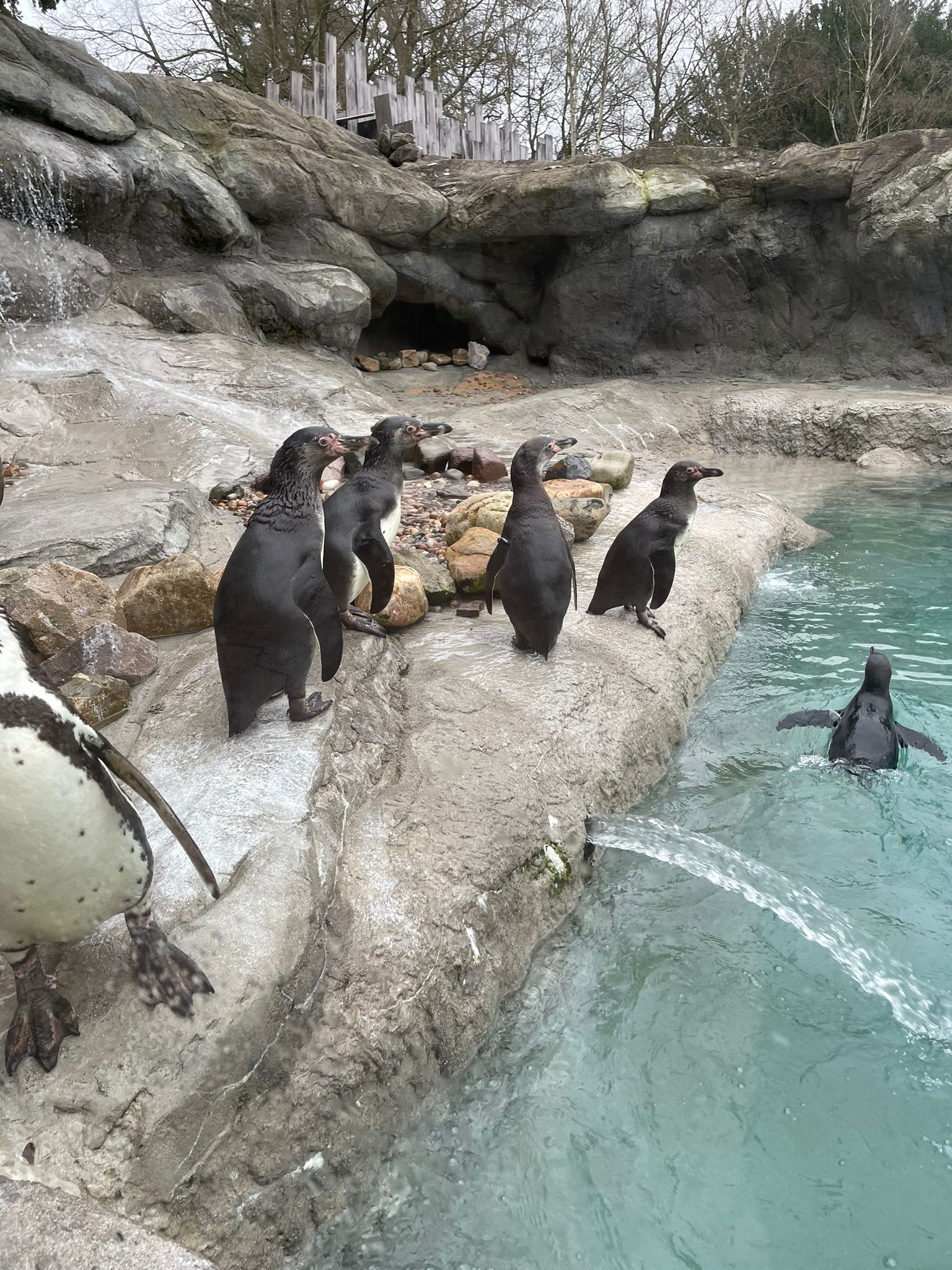 Humbolt penguin