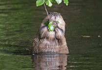 Beaver officer a first for Cornwall