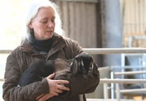 Our goat farm chaos event came about ‘by accident’