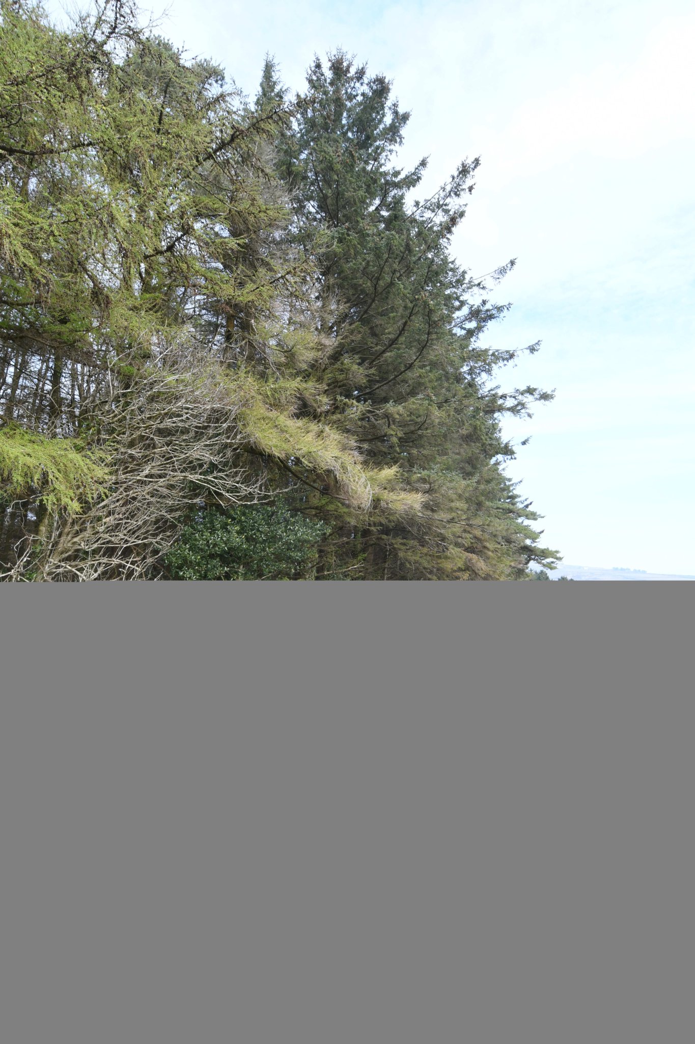 A site at Axenfell plantation being considered for a water treatment plant