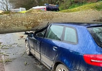 Dramatic images of tree on car near Crediton
