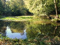 Renationalise water companies to put 'environment before profits'