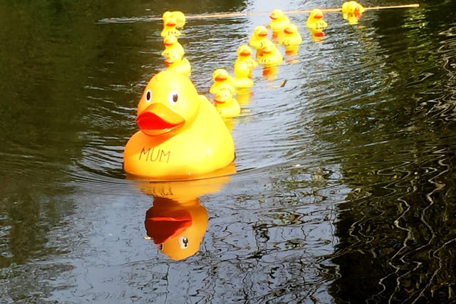 Farnham Duck Race to return at Gostrey Meadow next weekend