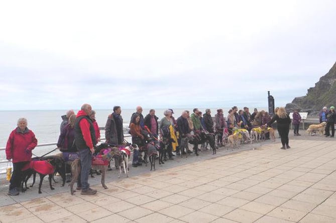The Hector's Greyhound Rescue walk made its way along Aberystwyth promenade