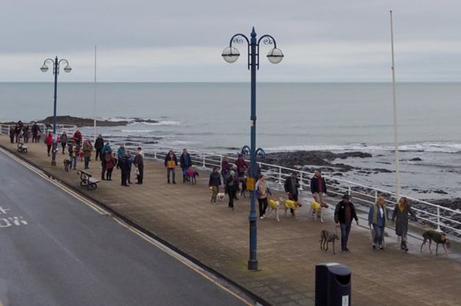The Hector's Greyhound Rescue walk made its way along Aberystwyth promenade