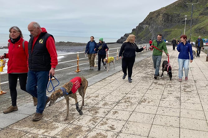 The Hector's Greyhound Rescue walk made its way along Aberystwyth promenade