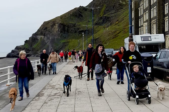 The Hector's Greyhound Rescue walk made its way along Aberystwyth promenade