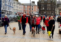 Greyhound walk raises almost £300 for Ceredigion kennels