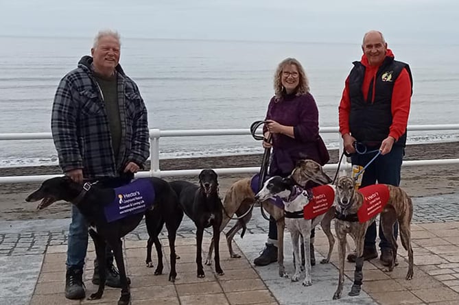 The Hector's Greyhound Rescue walk made its way along Aberystwyth promenade