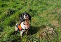 Sniffer dog Poppy helps detect newts as part of Farnham water upgrade