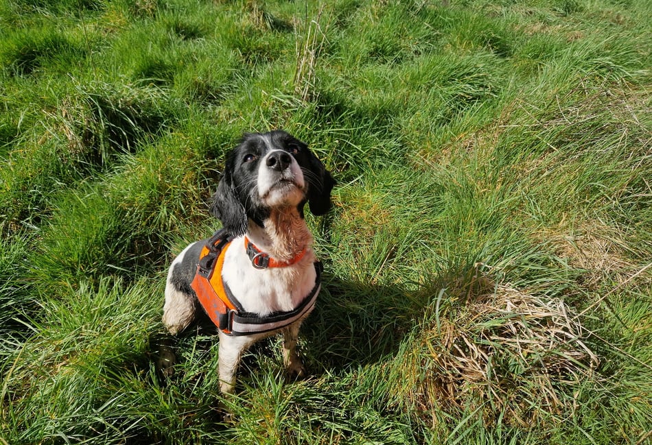 <p>Poppy the newt-sniffing springer spaniel has been brought in to assist South East Water's £1.3 million water network upgrade in Farnham</p>