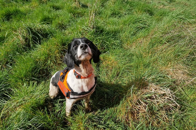 Poppy the newt-sniffing springer spaniel has been brought in to assist South East Water's £1.3 million water network upgrade in Farnham
