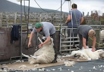Wool fiasco: Now farmers take charge of exporting