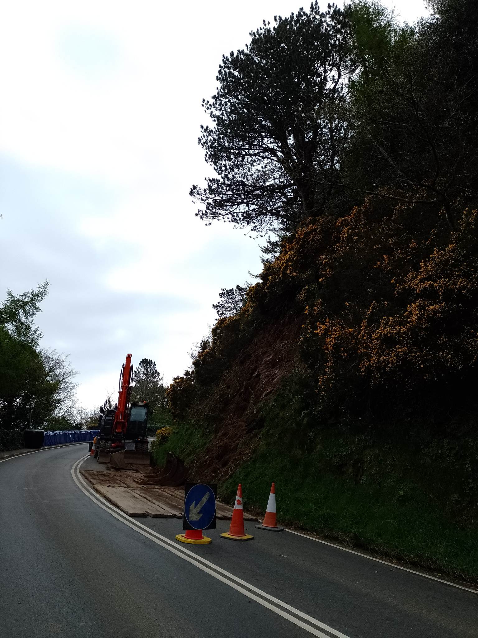 The tree was felled today, Thursday, April 20, to stop it falling on the road