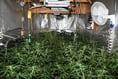 Man who grew £50k of cannabis to treat head injury is spared jail