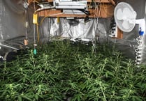 Man who grew £50k of cannabis to treat head injury is spared jail
