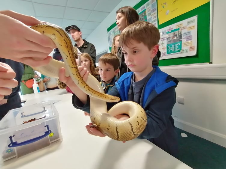 Jack gets to grips with a Royal Python in the animal management centre at Merrist Wood.