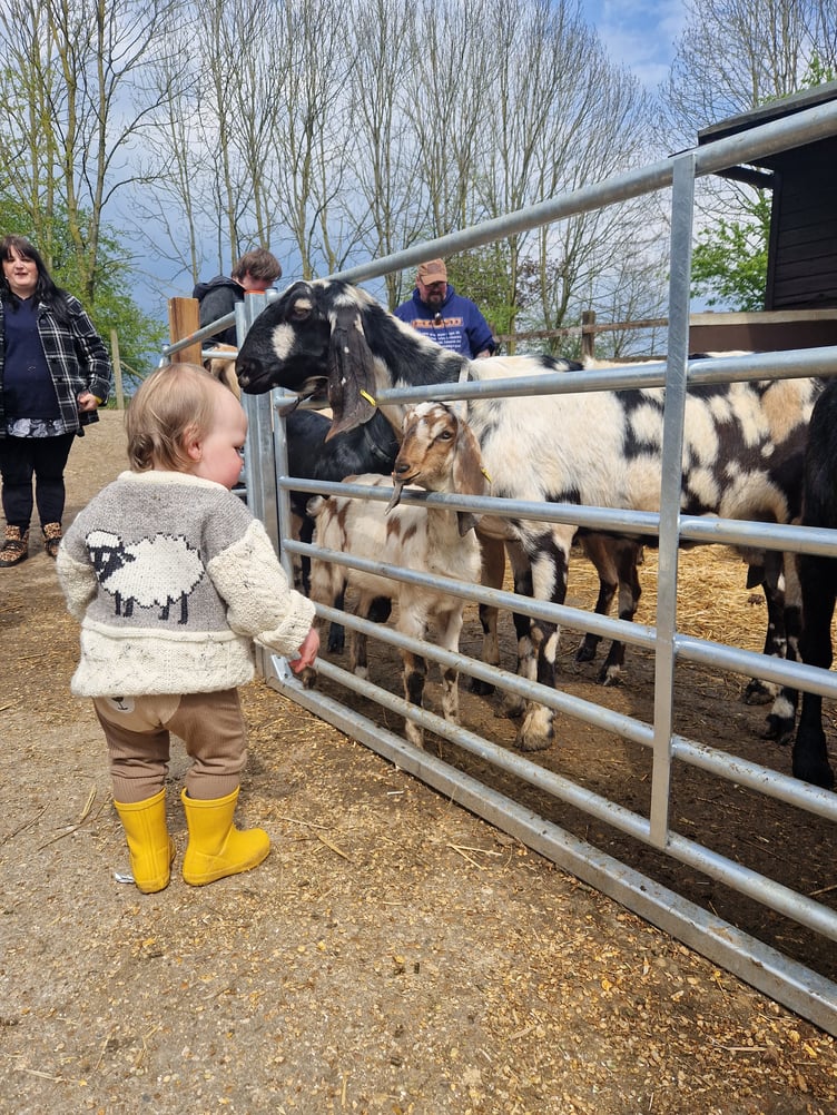 Young Rafa makes friends with the goats.