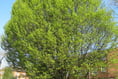 Transition Haslemere: Help us look after Haslemere’s beautiful trees